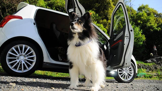 meilleur filet grille séparation pas cher pare chien comparatif guide d'achat