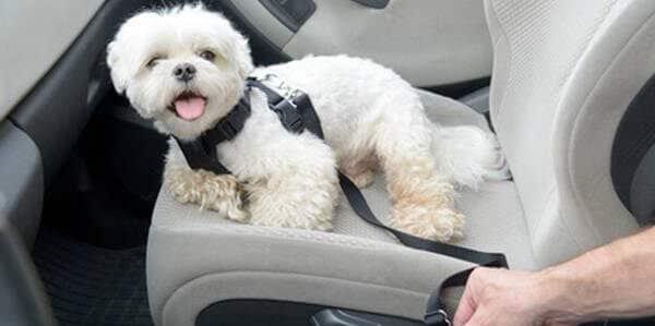 meilleure ceinture de sécurité chien animaux