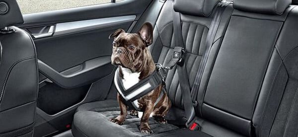 meilleure ceinture de sécurité chien animaux