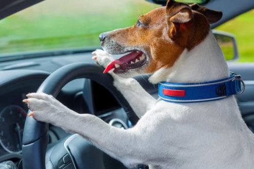 meilleure ceinture de sécurité chien animaux