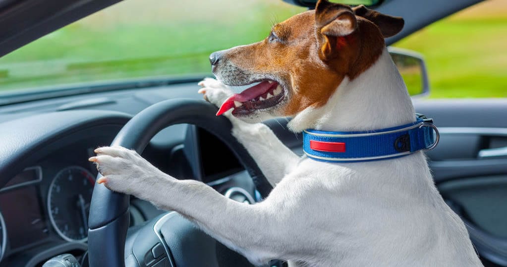 Harnais de sécurité pour chien en voiture l Harnais auto chien