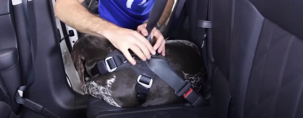 meilleure ceinture de sécurité chien animaux