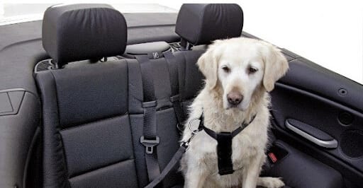 meilleure ceinture de sécurité chien animaux