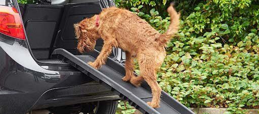 meilleure rampe d'acces chien voiture coffre