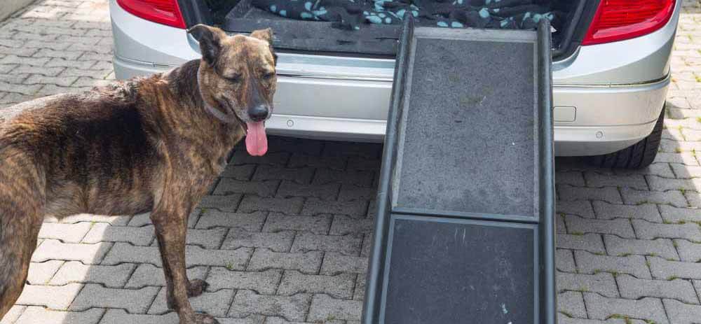 meilleure rampe d'acces chien voiture coffre
