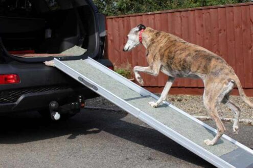 meilleure rampe d'acces chien voiture coffre