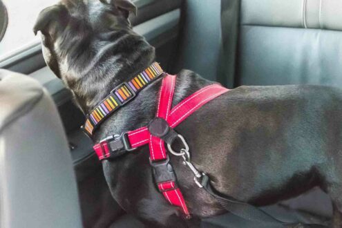 meilleur harnais auto voiture ceinture chien